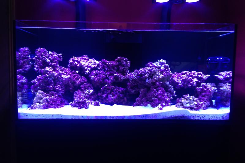 red sea reefer 425xl Thumbnail