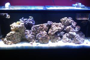 First Reef Tank Thumbnail