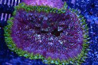 Mini Max Carpet Anemone Thumbnail