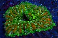 Mini Max Carpet Anemone Thumbnail