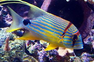 Sailfin snapper