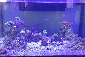 60g reef Thumbnail