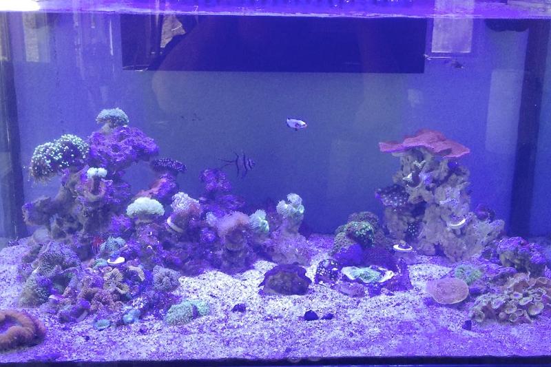 60g reef Thumbnail