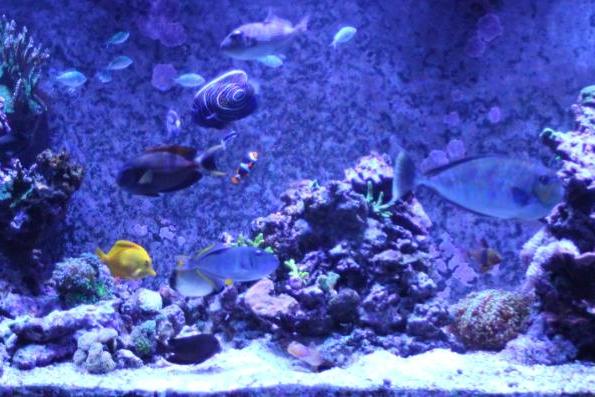 Phil Brisson's 370g reef system Thumbnail