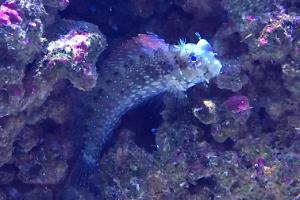 Sailfin/Algae Blenny