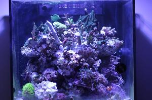 24reeftank V2 Thumbnail