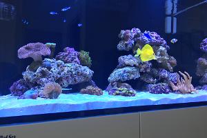 Lees Reef Thumbnail