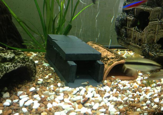 New Pleco Cave