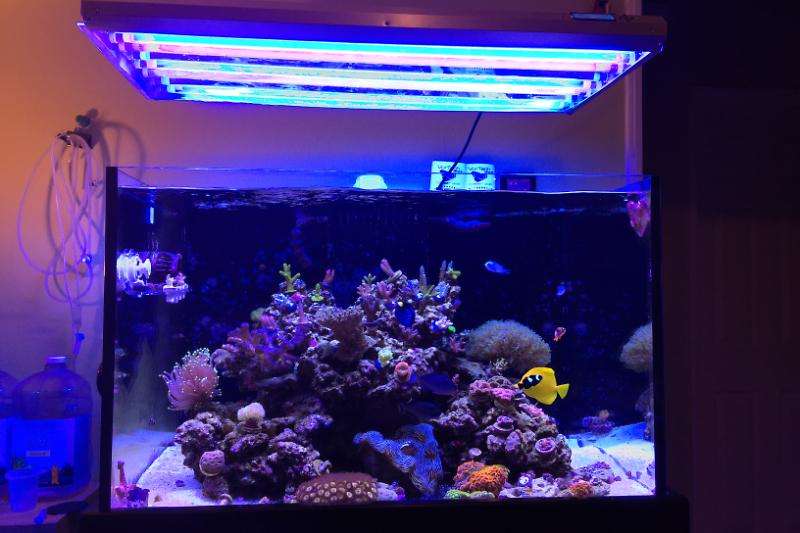 My 66 gallon Aquarium Thumbnail