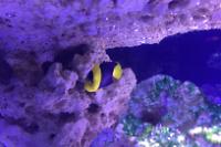 Bicolor Angelfish330 Thumbnail