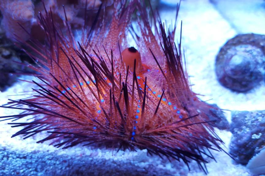 Longspine Urchin / Astropyga radiata 66