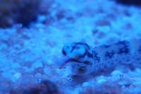 Dragonface Pipefish Thumbnail