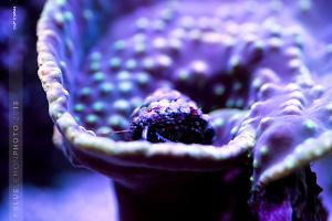 Hermit on Cup Coral