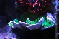 Green Montipora Plate Thumbnail