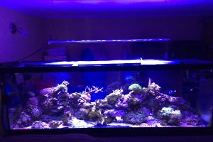 My Aquarium 125 gallon Thumbnail