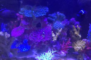 Lobby Reef Display Thumbnail