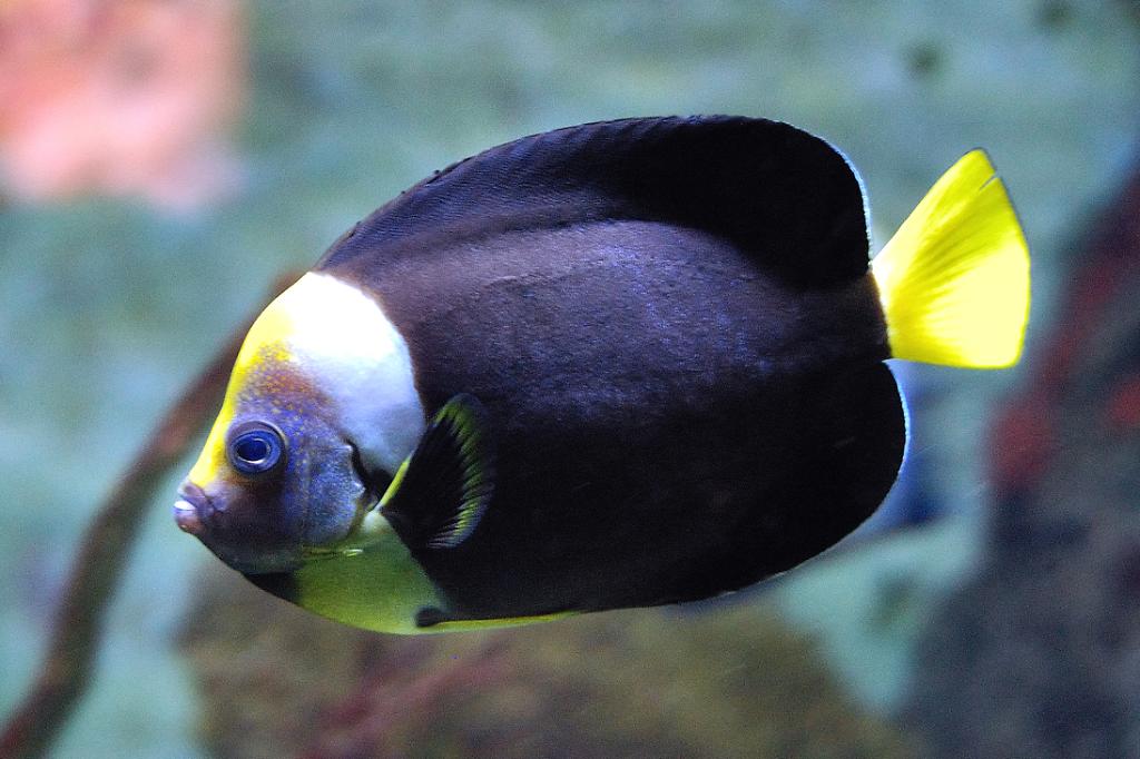 False Personifer Angelfish / Chaetodontoplus meredithi 2