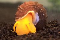 Sulawesi rabbit snail (Orange Poso)