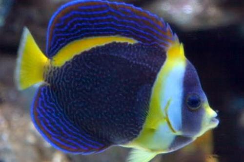 Scribbled Angelfish / Chaetodontoplus duboulayi 6