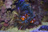 Ocellaris Clownfish Thumbnail