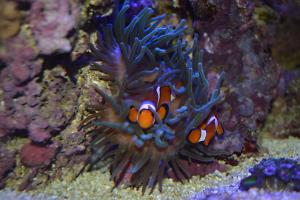 Ocellaris Clownfish