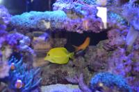 Yellow Tang Thumbnail