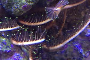 Bennett's Feather Sea Star Thumbnail