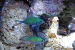 Blue/Green Reef Chromis Thumbnail