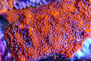 Mystic Sunset Montipora Thumbnail