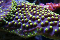 Turbinaria Cup Coral Thumbnail