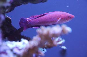 Linespot Flasher Wrasse