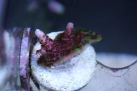 Red Plant Acropora Thumbnail