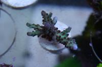 Pearlberry Acropora Thumbnail