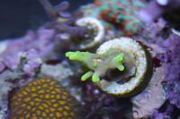 Acropora Suharsonoi deep water banana Thumbnail