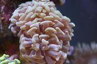 Hammer Anchor Coral - Yellow Thumbnail