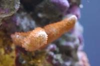 Orange Digita Montipora Coral Thumbnail