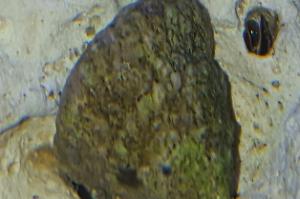 Astraea Conehead Snail Thumbnail