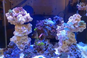 Reef Column Thumbnail