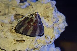 Banded Trochus Snail Thumbnail