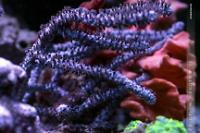 Gorgonian