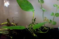 Anubias Barteri Thumbnail