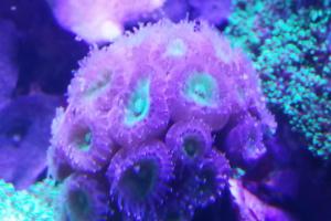 Candy Cane Coral Thumbnail