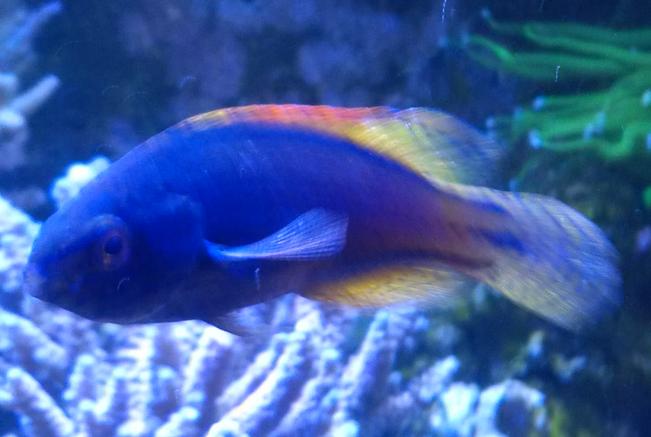 Lineatus Fairy Wrasse