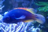 Lineatus Fairy Wrasse Thumbnail