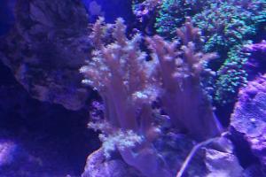 Flexible Finger Leather Coral Thumbnail