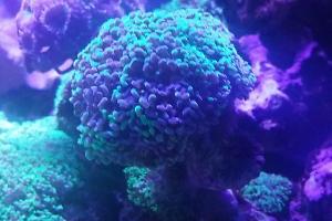 Frogspawn Thumbnail