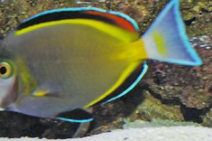 Powder Brown Tang Thumbnail