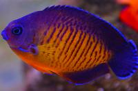 Coral Beauty Angelfish Thumbnail