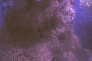 Pacific Encrusting Gorgonian Thumbnail