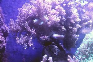 Kenya Tree Coral Thumbnail